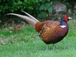 Common Pheasant. Wiki Commons: DickDaniels